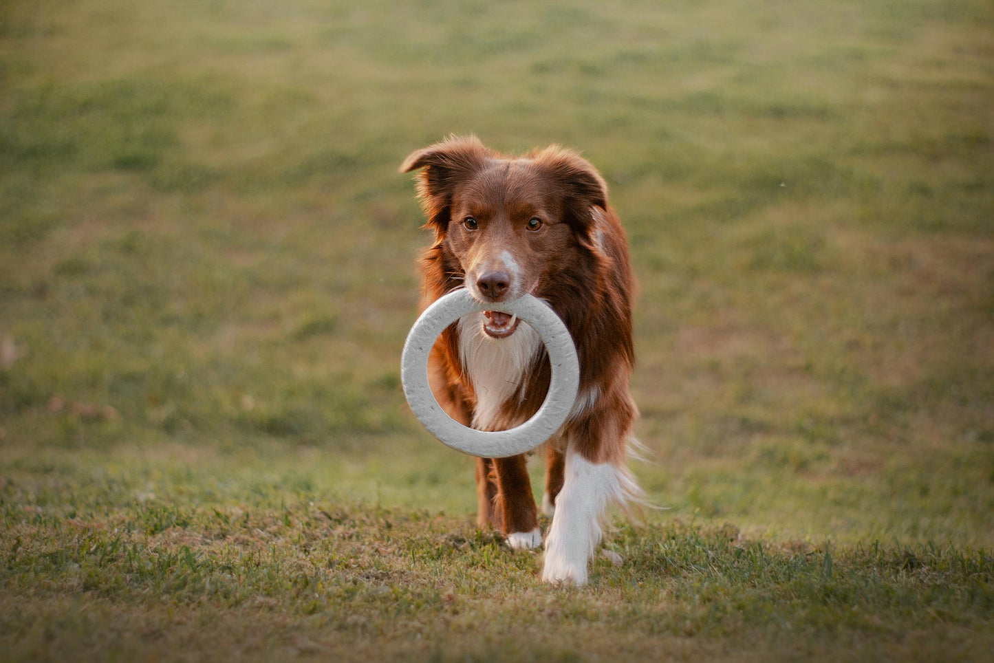 Bamboo Chew Toy