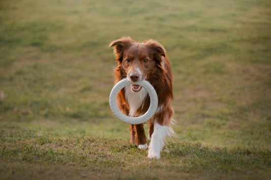 Bamboo Chew Toy